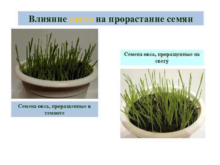 Влияние света на прорастание семян Семена овса, проращенные на свету Семена овса, проращенные в