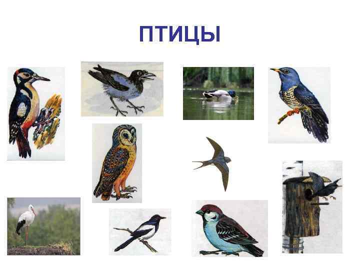 ПТИЦЫ 