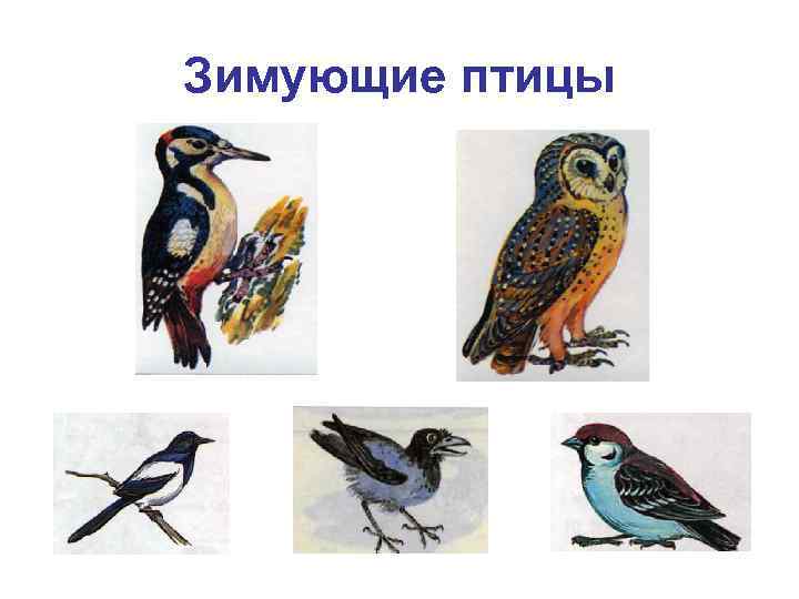 Зимующие птицы 