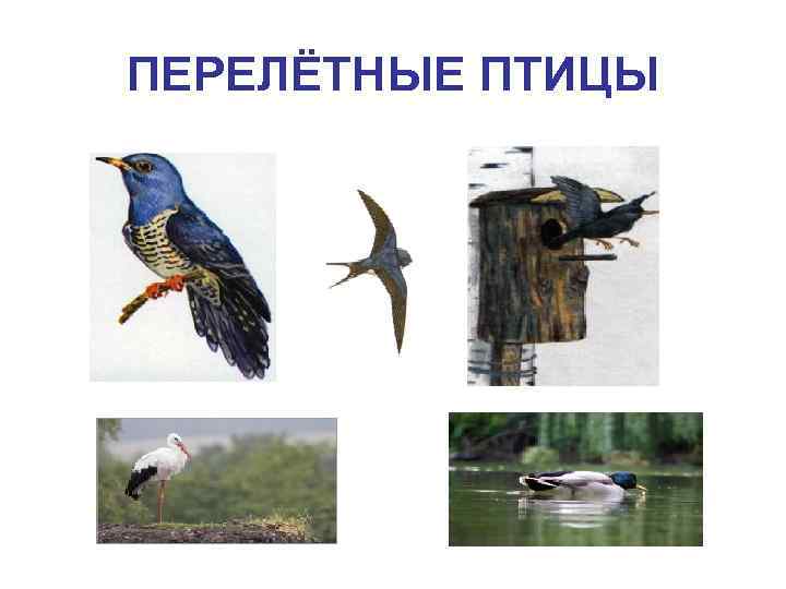 ПЕРЕЛЁТНЫЕ ПТИЦЫ 