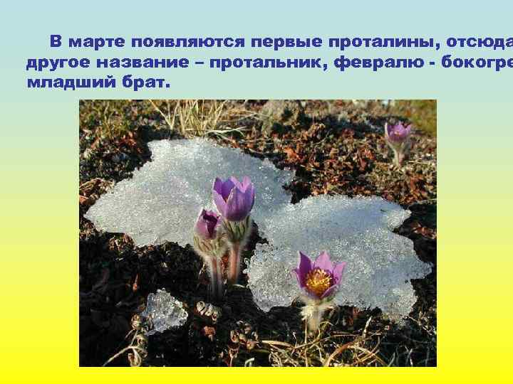 В марте появляются первые проталины, отсюда другое название – протальник, февралю - бокогре младший