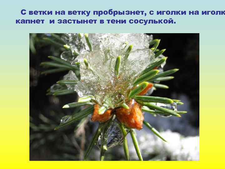 С ветки на ветку пробрызнет, с иголки на иголк капнет и застынет в тени