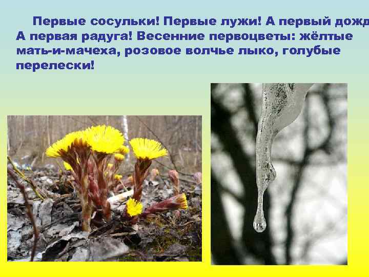 Первые сосульки! Первые лужи! А первый дожд А первая радуга! Весенние первоцветы: жёлтые мать-и-мачеха,