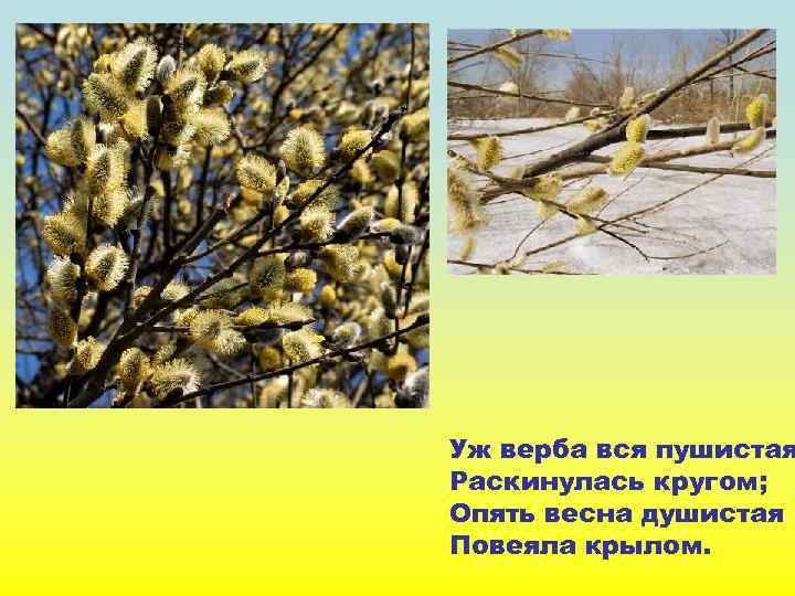 Уж верба вся пушистая Раскинулась кругом; Опять весна душистая Повеяла крылом. 