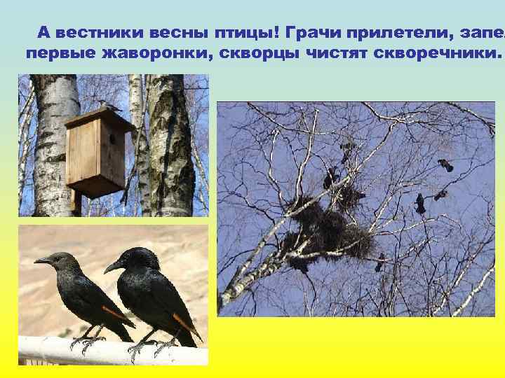 А вестники весны птицы! Грачи прилетели, запел первые жаворонки, скворцы чистят скворечники. 