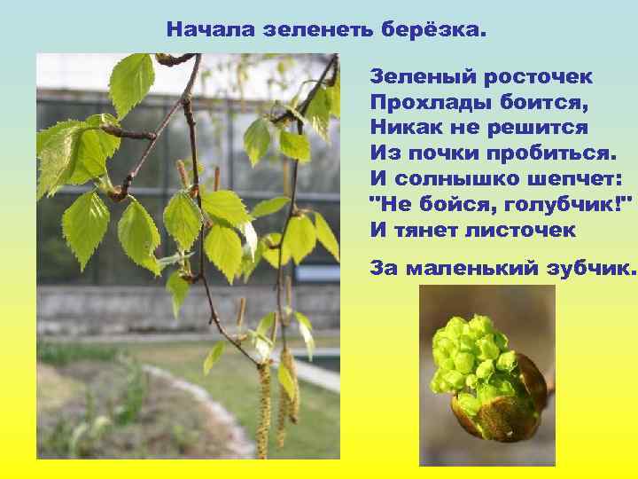 Начала зеленеть берёзка. Зеленый росточек Прохлады боится, Никак не решится Из почки пробиться. И