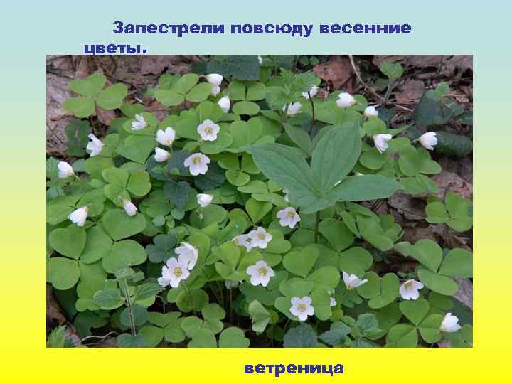 Запестрели повсюду весенние цветы. ветреница 