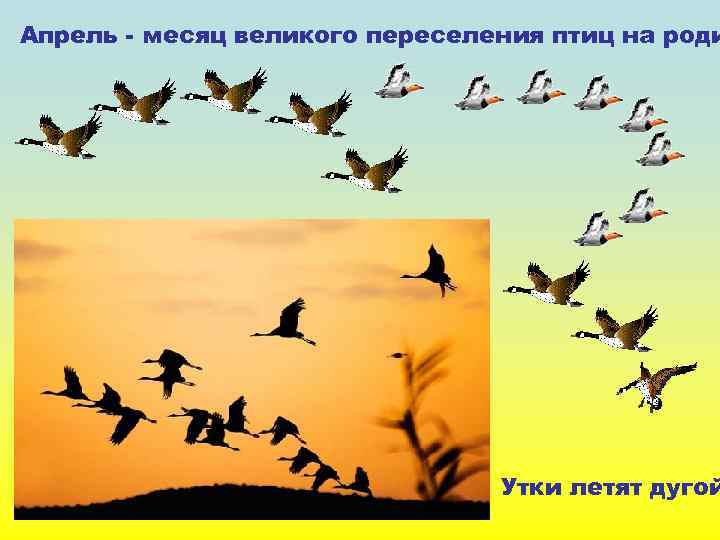 Апрель - месяц великого переселения птиц на роди Утки летят дугой 