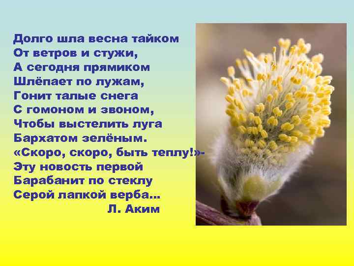 Долго шла весна тайком От ветров и стужи, А сегодня прямиком Шлёпает по лужам,
