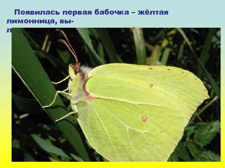 Появилась первая бабочка – жёлтая лимонница, вылетела за первым медком пчёлка. 
