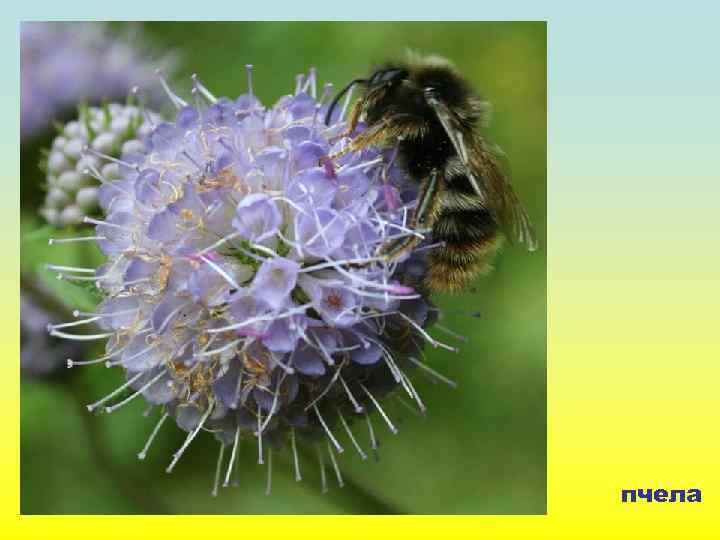 пчела 
