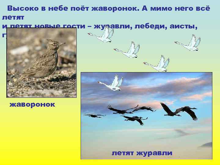 Высоко в небе поёт жаворонок. А мимо него всё летят и летят новые гости