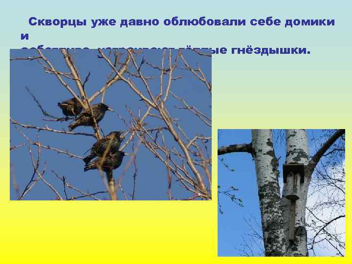 Скворцы уже давно облюбовали себе домики и заботливо устраивают тёплые гнёздышки. 