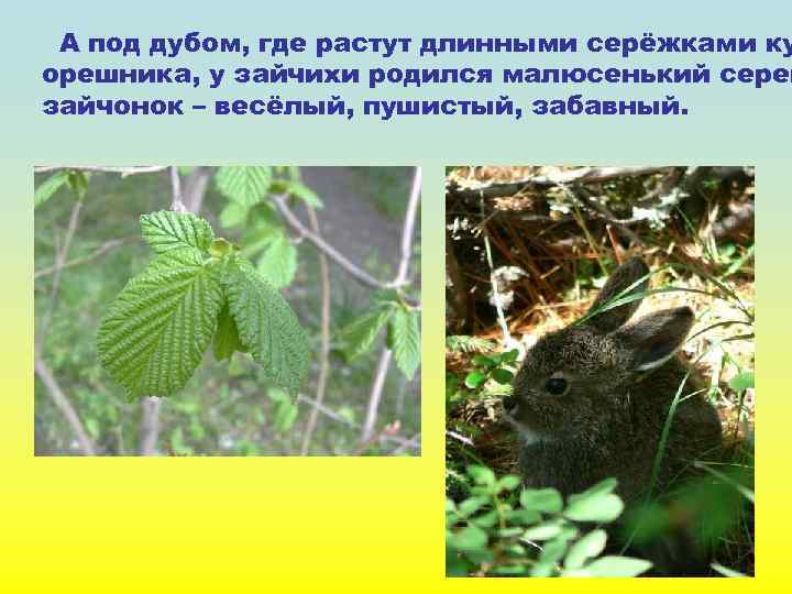 А под дубом, где растут длинными серёжками ку орешника, у зайчихи родился малюсенький серен