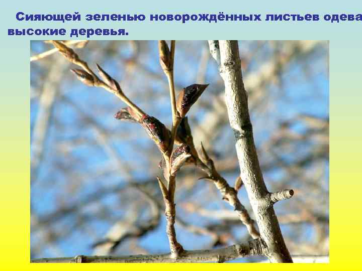 Сияющей зеленью новорождённых листьев одева высокие деревья. 