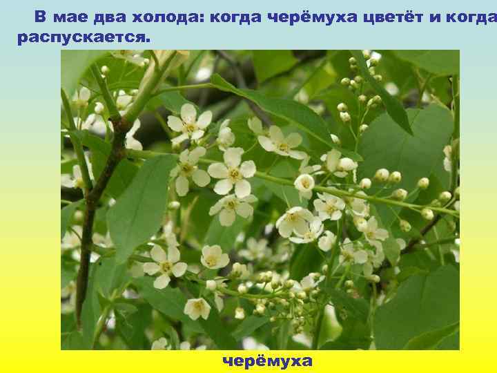 В мае два холода: когда черёмуха цветёт и когда распускается. черёмуха 