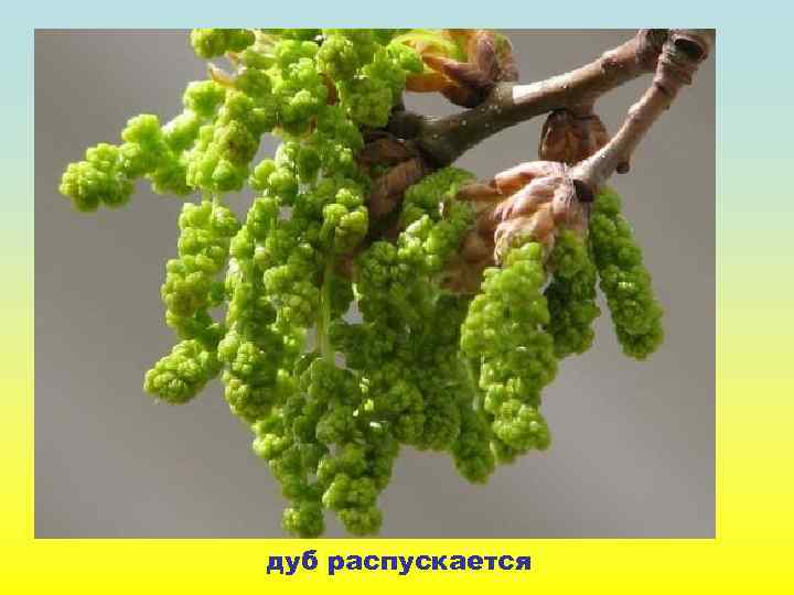 дуб распускается 