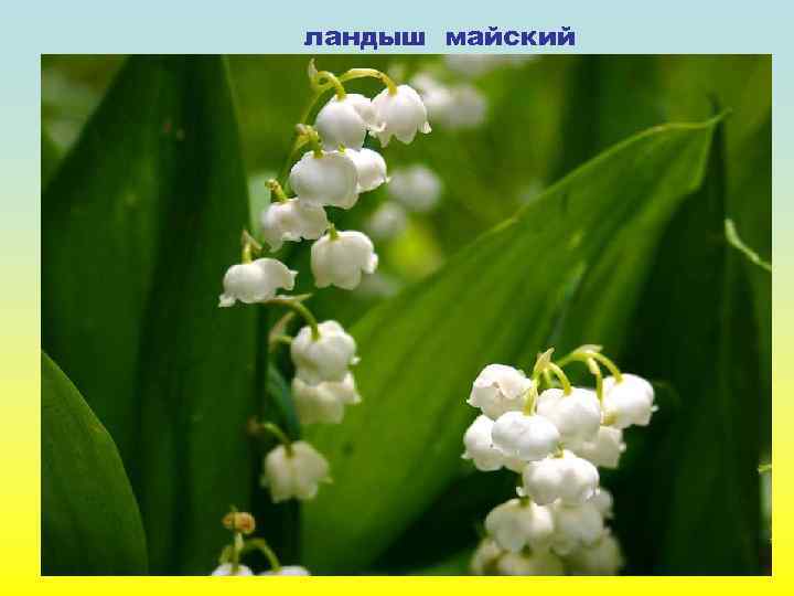 ландыш майский 