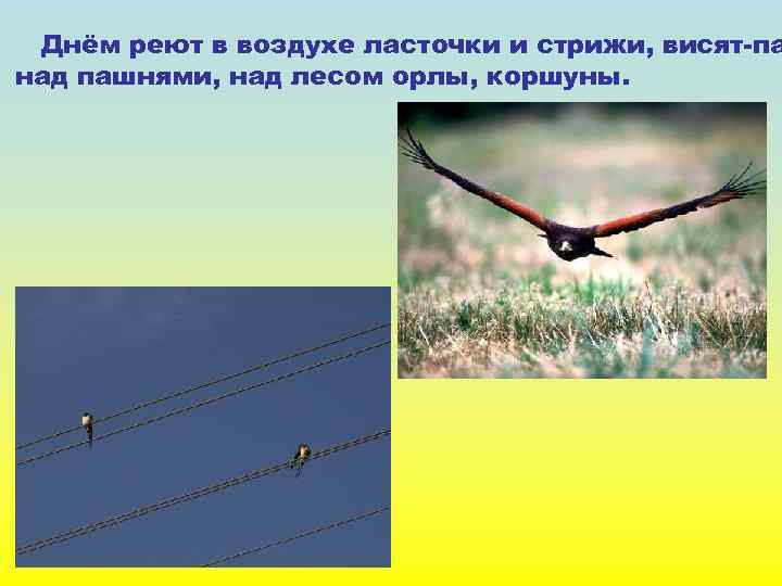 Днём реют в воздухе ласточки и стрижи, висят-па над пашнями, над лесом орлы, коршуны.