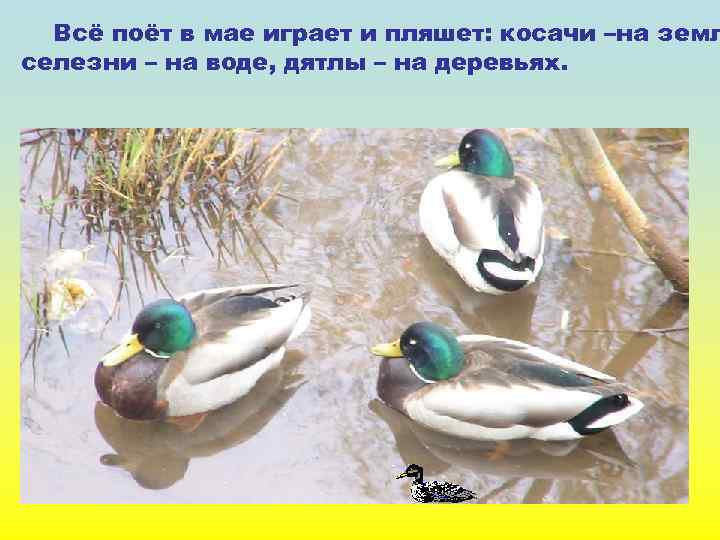 Всё поёт в мае играет и пляшет: косачи –на земл селезни – на воде,