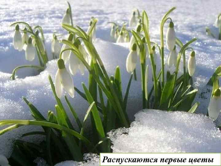Распускаются первые цветы 