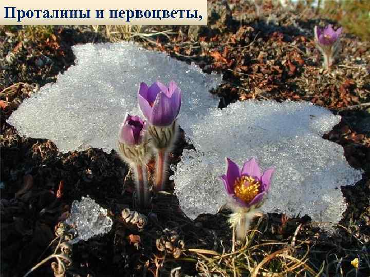 Проталины и первоцветы, 