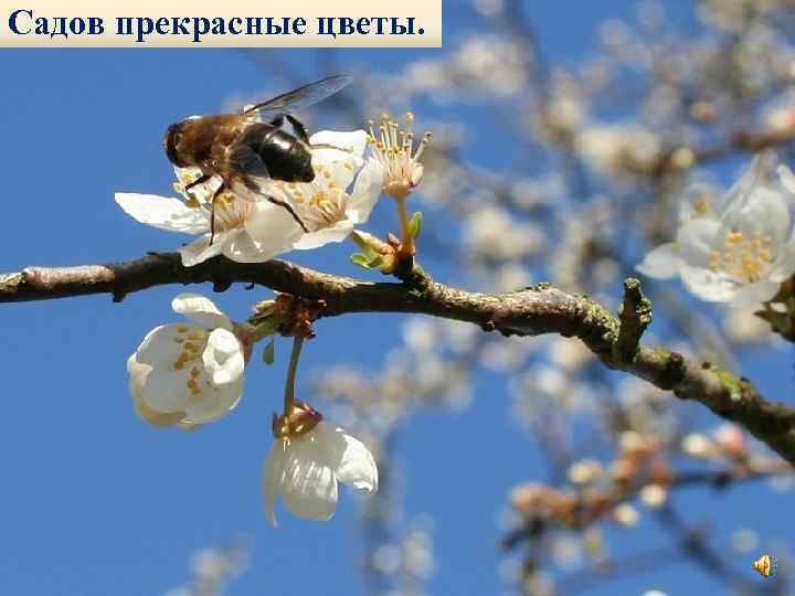 Садов прекрасные цветы. 