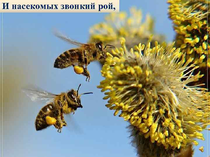 И насекомых звонкий рой, 