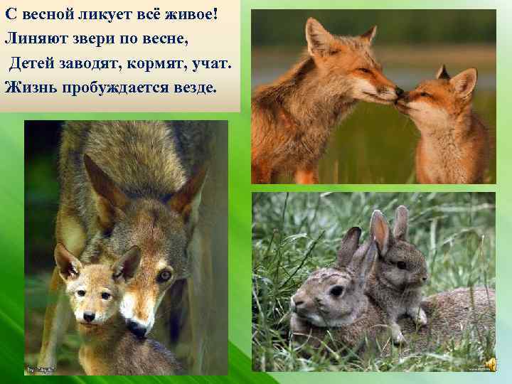 С весной ликует всё живое! Линяют звери по весне, Детей заводят, кормят, учат. Жизнь