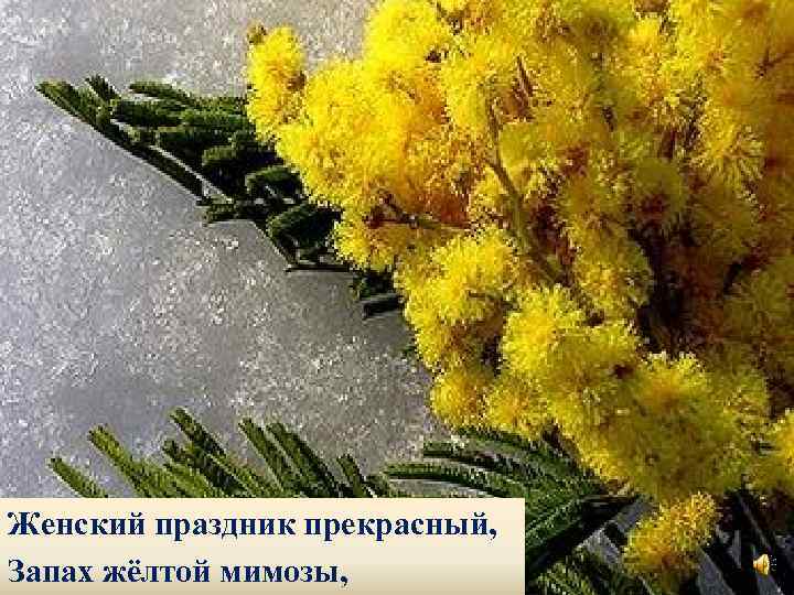 Женский праздник прекрасный, Запах жёлтой мимозы, 
