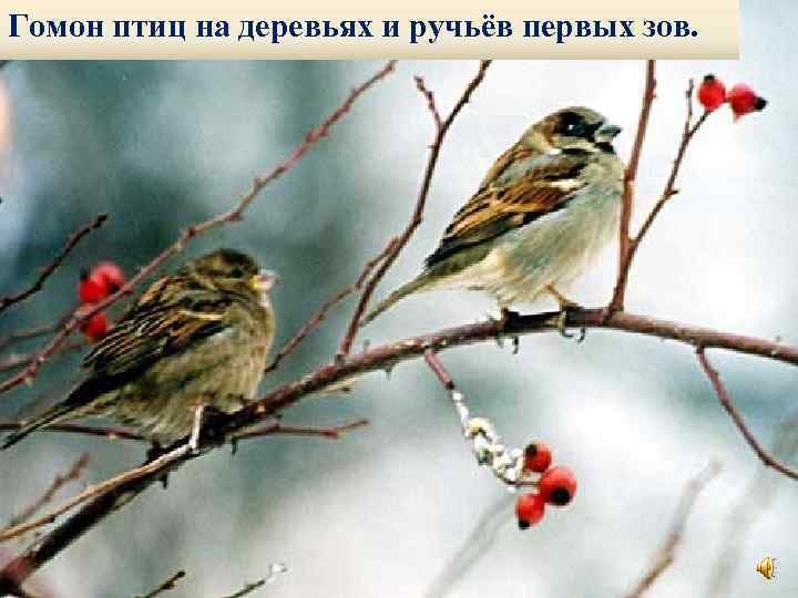 Гомон птиц на деревьях и ручьёв первых зов. 