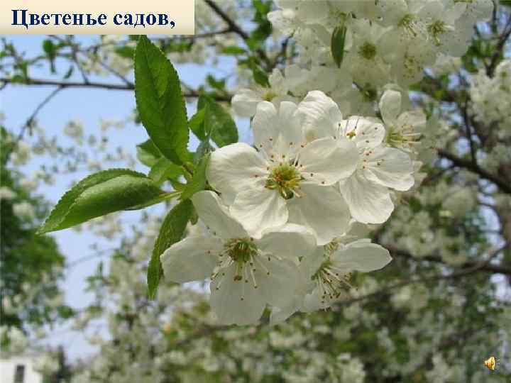 Цветенье садов, 