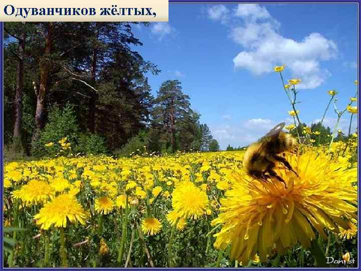 Одуванчиков жёлтых, 