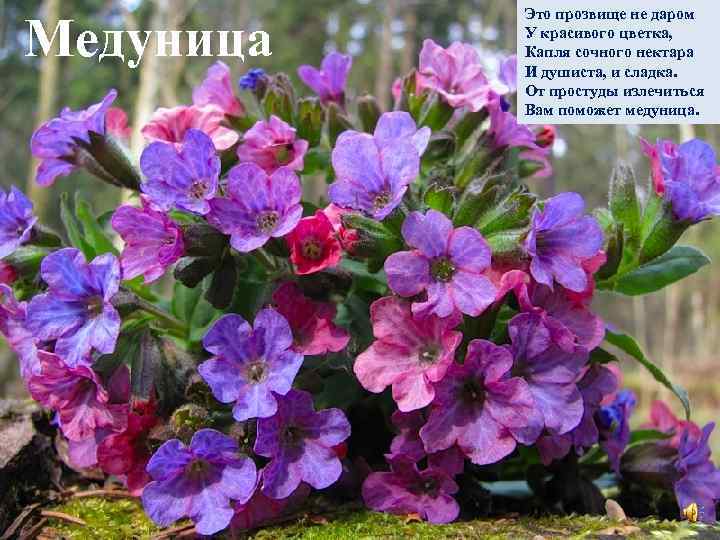 Медуница Это прозвище не даром У красивого цветка, Капля сочного нектара И душиста, и