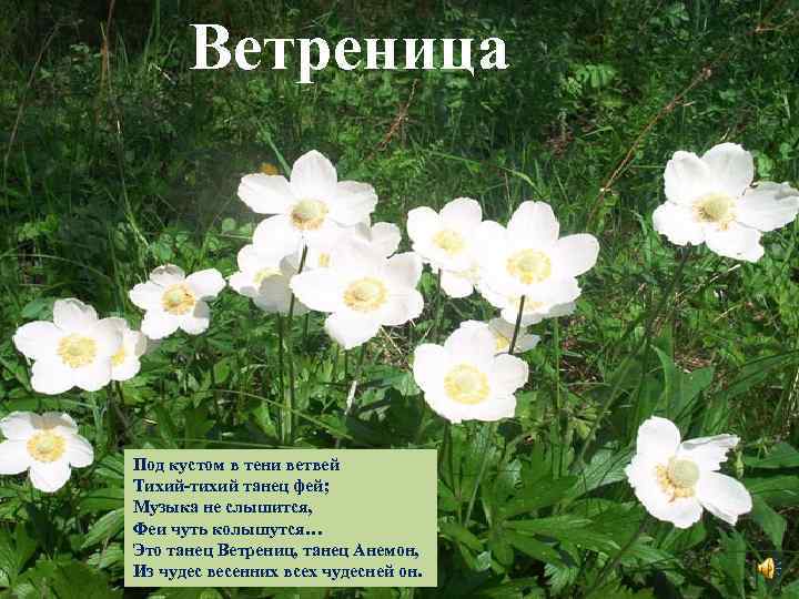 Ветреница Под кустом в тени ветвей Тихий-тихий танец фей; Музыка не слышится, Феи чуть