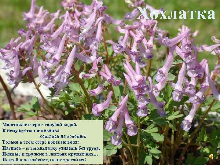 Хохлатка Маленькое озеро с голубой водой. К нему кусты шиповника сошлись на водопой. Только