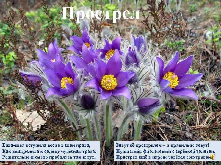 Прострел Едва-едва вступила весна в свои права, Как выстрелила к солнцу чудесная трава. Решительно