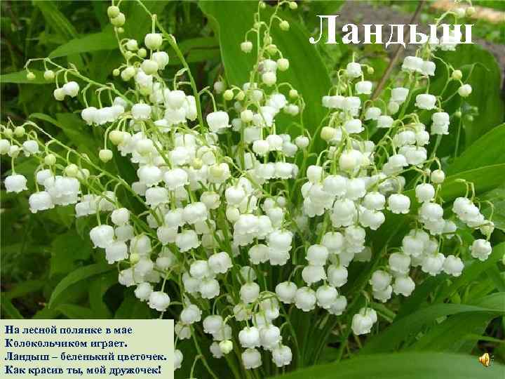 Ландыш На лесной полянке в мае Колокольчиком играет. Ландыш – беленький цветочек. Как красив