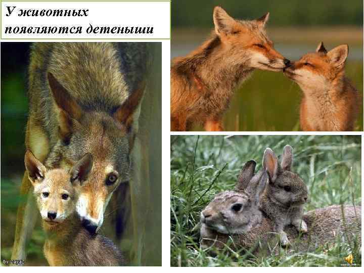 У животных появляются детеныши 