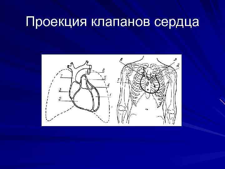 Проекция клапанов сердца 