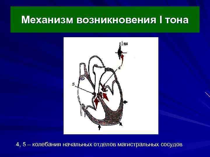 Механизм возникновения I тона 4, 5 – колебания начальных отделов магистральных сосудов 