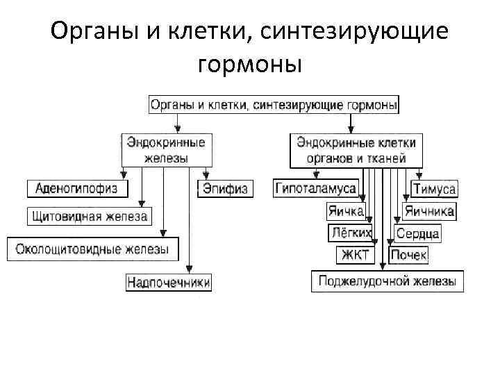 Органы и клетки, синтезирующие гормоны 