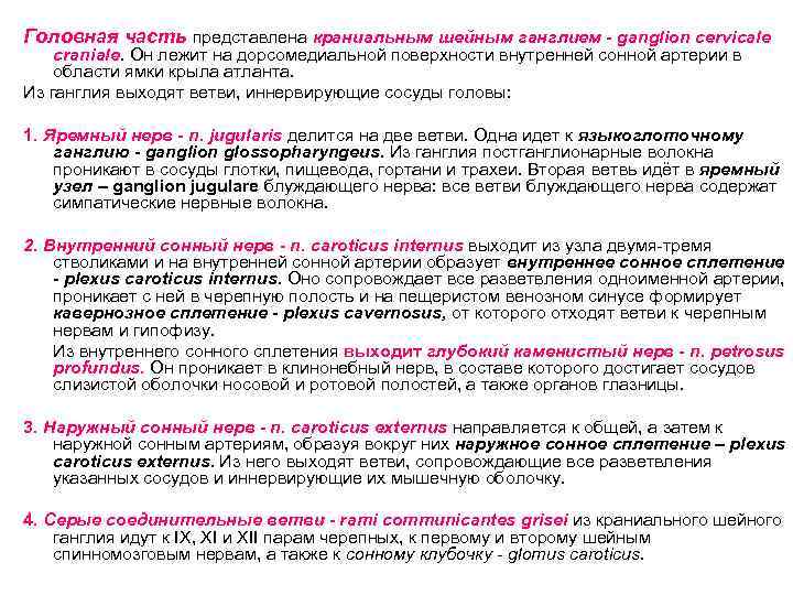 Головная часть представлена краниальным шейным ганглием - ganglion cervicale craniale. Он лежит на дорсомедиальной
