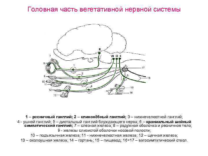 Головная часть вегетативной нервной системы 1 – ресничный ганглий; 2 – клинонёбный ганглий; 3