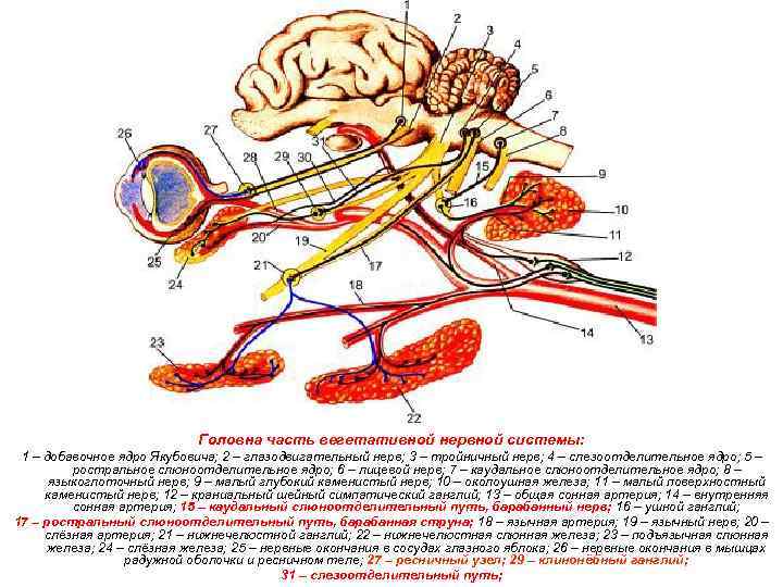 Головна часть вегетативной нервной системы: 1 – добавочное ядро Якубовича; 2 – глазодвигательный нерв;