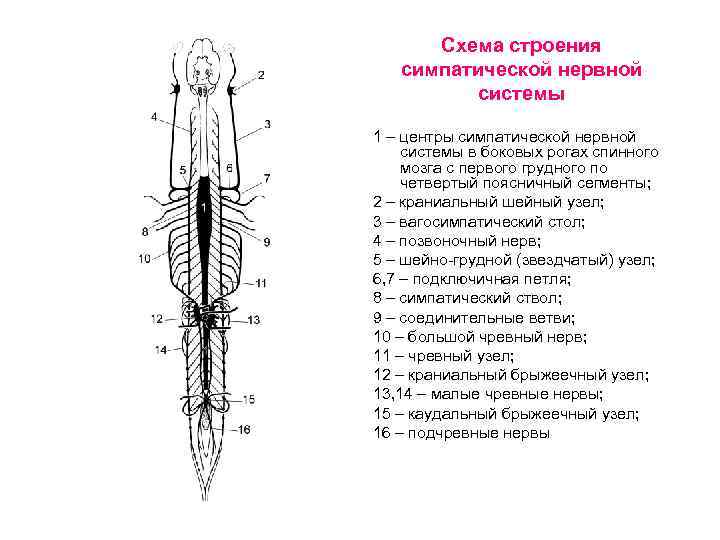 Схема строения симпатической нервной системы 1 – центры симпатической нервной системы в боковых рогах