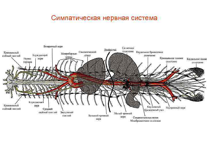 Симпатическая нервная система 