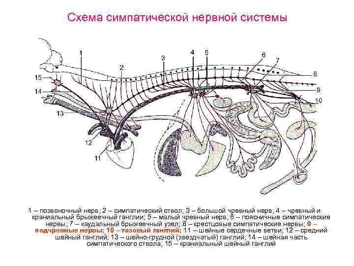Схема симпатической нервной системы 1 – позвоночный нерв; 2 – симпатический ствол; 3 –