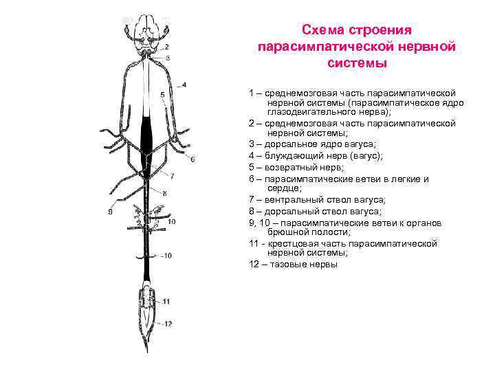 Схема строения парасимпатической нервной системы 1 – среднемозговая часть парасимпатической нервной системы (парасимпатическое ядро