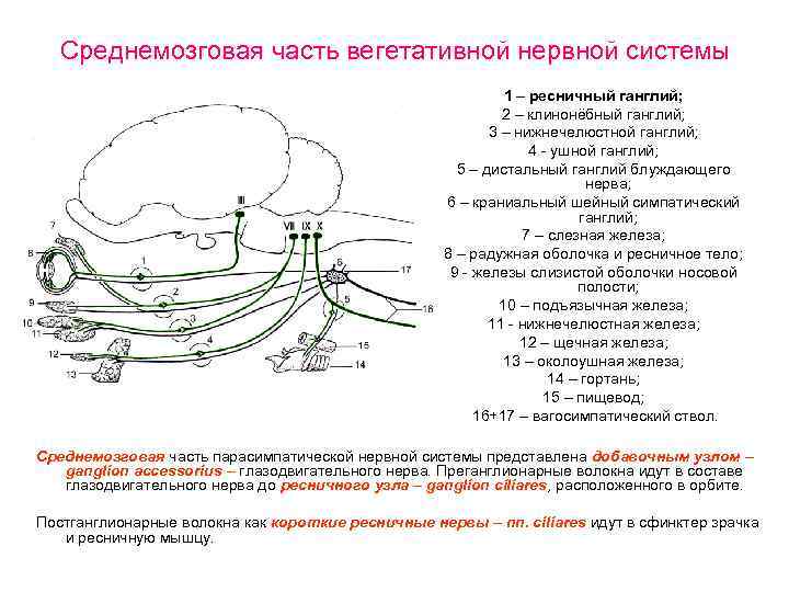 Среднемозговая часть вегетативной нервной системы 1 – ресничный ганглий; 2 – клинонёбный ганглий; 3